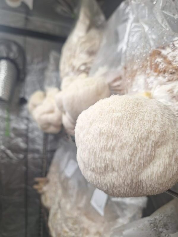 Lion's mane mushroom fruiting at Farm Lane Farms